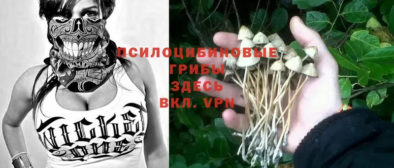 Галлюциногенные грибы Psilocybine cubensis  Северская 